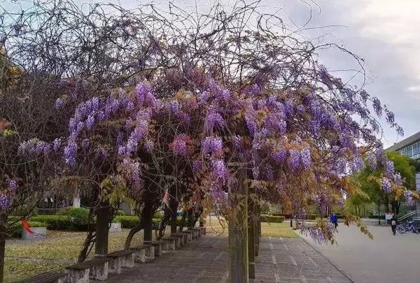 网友@多普勒雷达分享给闵闵来自华师大校区的紫藤花, 是否让你回想起