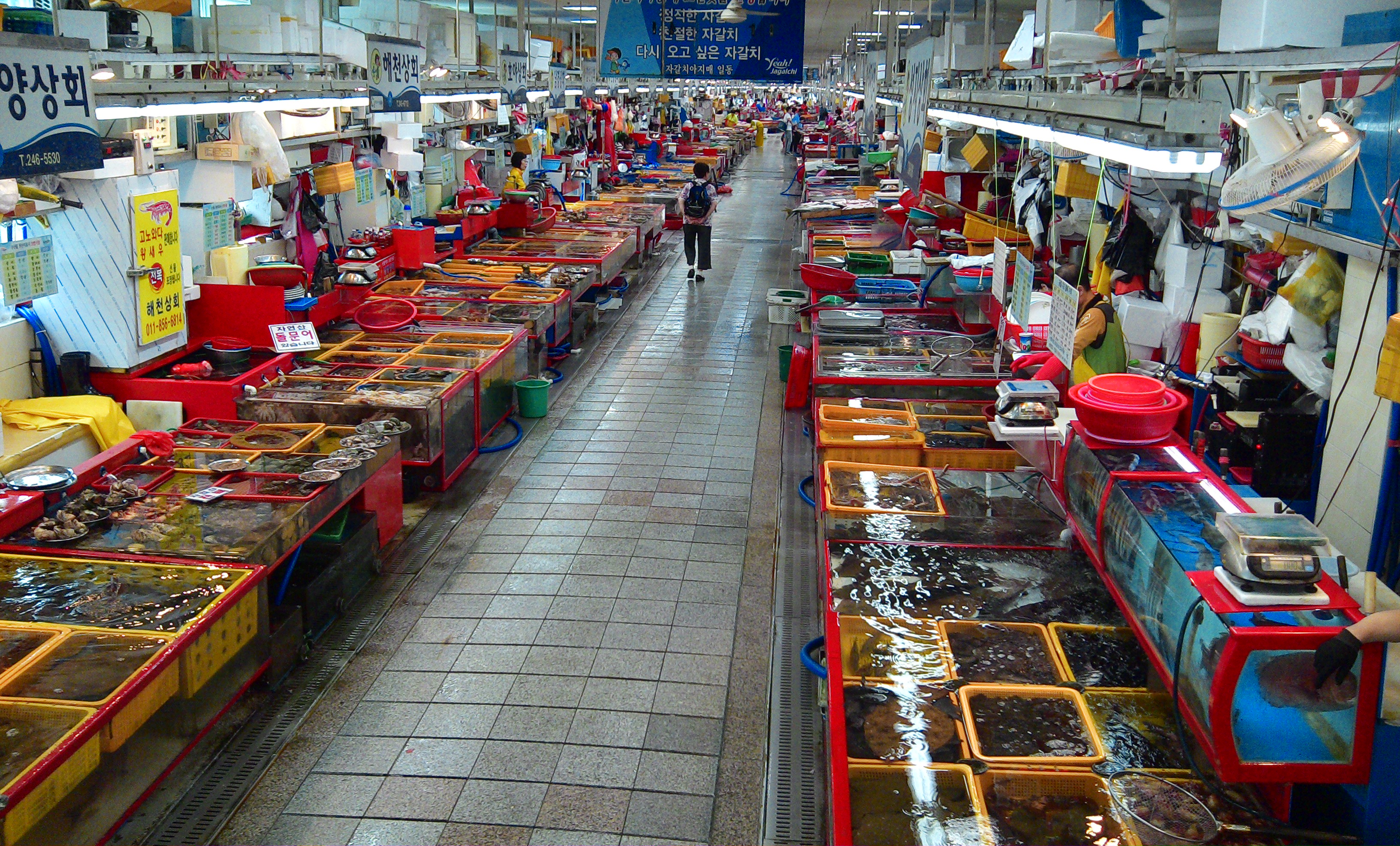 釜山札嘎其:韩国最大鱼市场里的嫂子