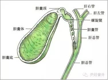 胆道术后结石残留旧例的分析