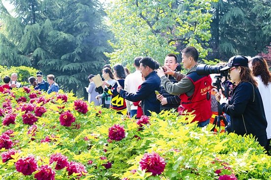 雨过天晴 三门峡公园再现赏花热潮