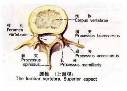 椎板:穿刺时常常会碰到骨质,这个结构就是椎板.