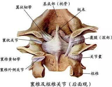注意:寰椎无棘突,所以枕骨大孔往下直接触诊的第一个棘突是第二颈椎.