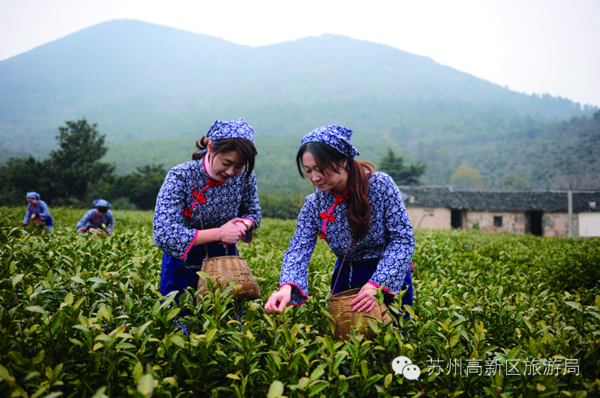 新鲜食|?明前茶太贵,雨前茶你可曾听过?