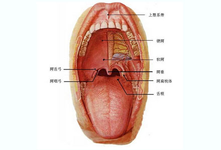 一些事物的残渣都会残留在牙缝隙,所以口腔问题也需要引起人们的重视