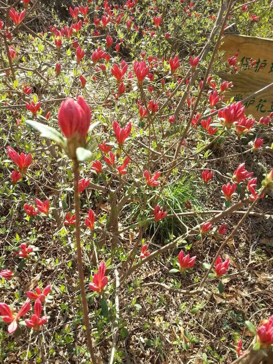 此时,映山红早已挂满花骨朵,含苞待放