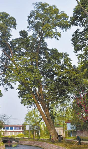 三圣寺周围共生长了200余株金丝楠木.