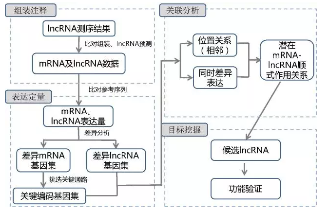 哈佛医学院张毅教授最新研究成果-lncRNA研究