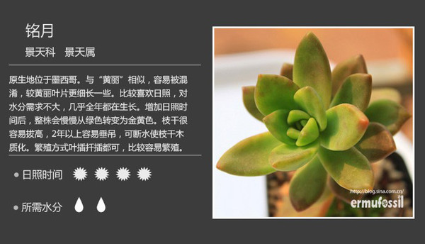 多肉植物对照图叫什么名字自己找