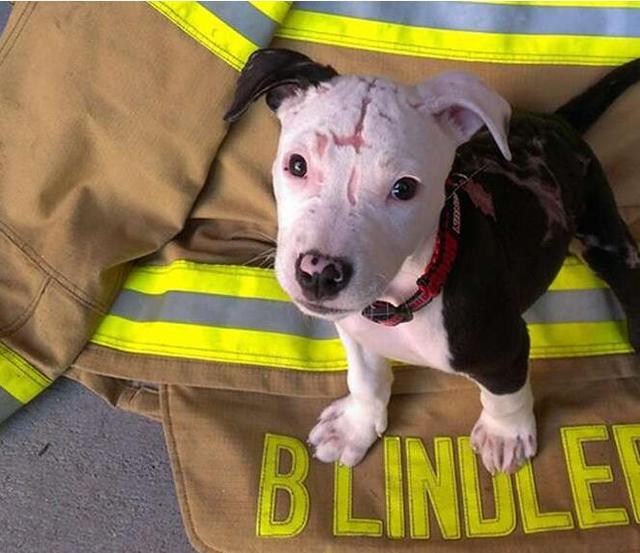 狗狗小时候被烧伤和遗弃,最后变成消防犬为人服务