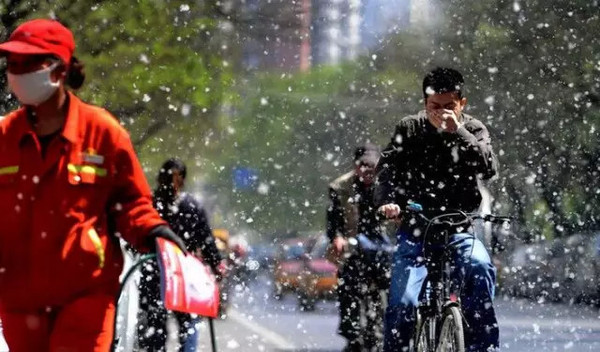 【话说今日】杨花柳絮随风舞,雨生百谷夏将至