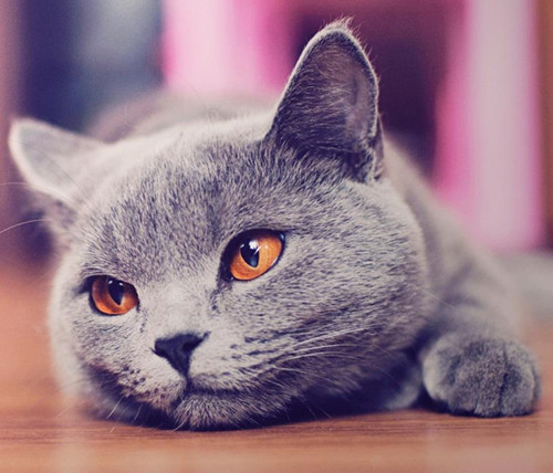 宠物趣闻:猫猫绝育手术后呕吐怎么办