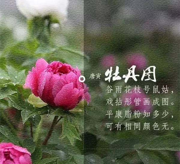 残花简谱_残花自叹 码头调带垛(3)