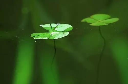 萍始生:谷雨之日"萍始生,萍水始相逢.