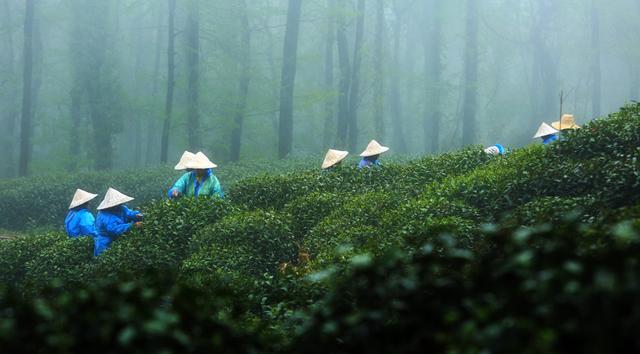 民间谚云"谷雨谷雨,采茶对雨",谷雨,是新茶采收的时节.