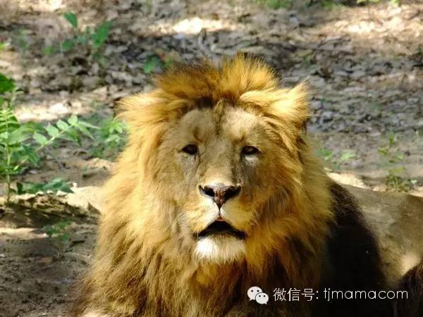 疯狂猜图一个黑熊_疯狂猜图一个小孩和一个黑熊答案是什么(3)