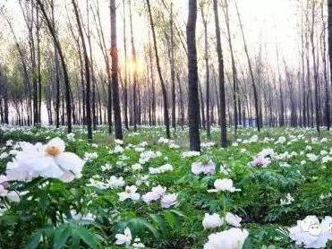 林下经济_...河南 安徽考察林下经济发展情况的报告 -学习交流(2)