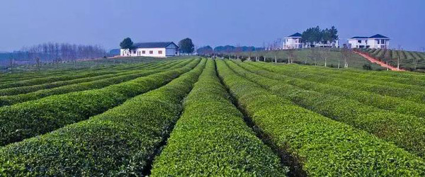 今日谷雨,暮春回望,去江西七大最美茶园采春茶