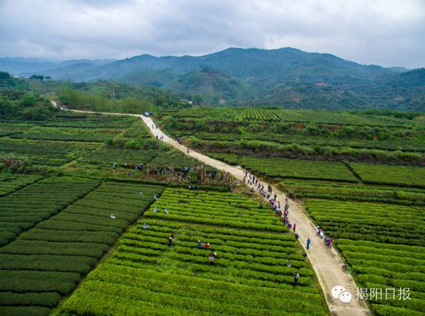 坪上村四面环山,水源干净,空气湿度适宜,是揭东区优质茶叶的主产地.