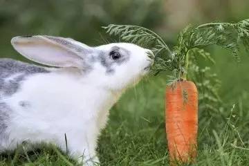 兔子真的喜欢吃胡萝卜吗?