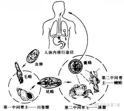 如果人进食了生的带有肺吸虫囊蚴的河蟹,蝲蛄等河鲜,囊蚴会在肠壁上长