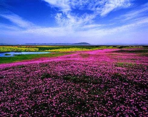 这场一年一次的鄱阳湖花海盛景,错过等明年!