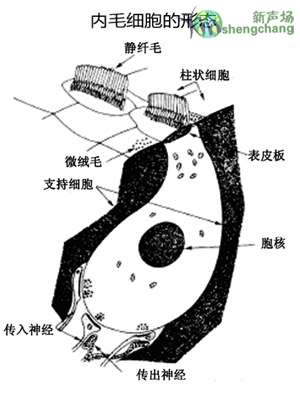 内,外毛细胞的比较