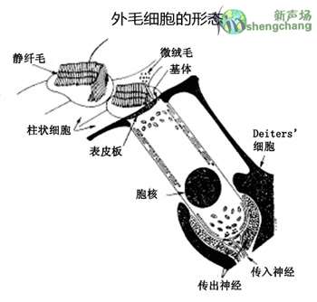 内,外毛细胞的比较