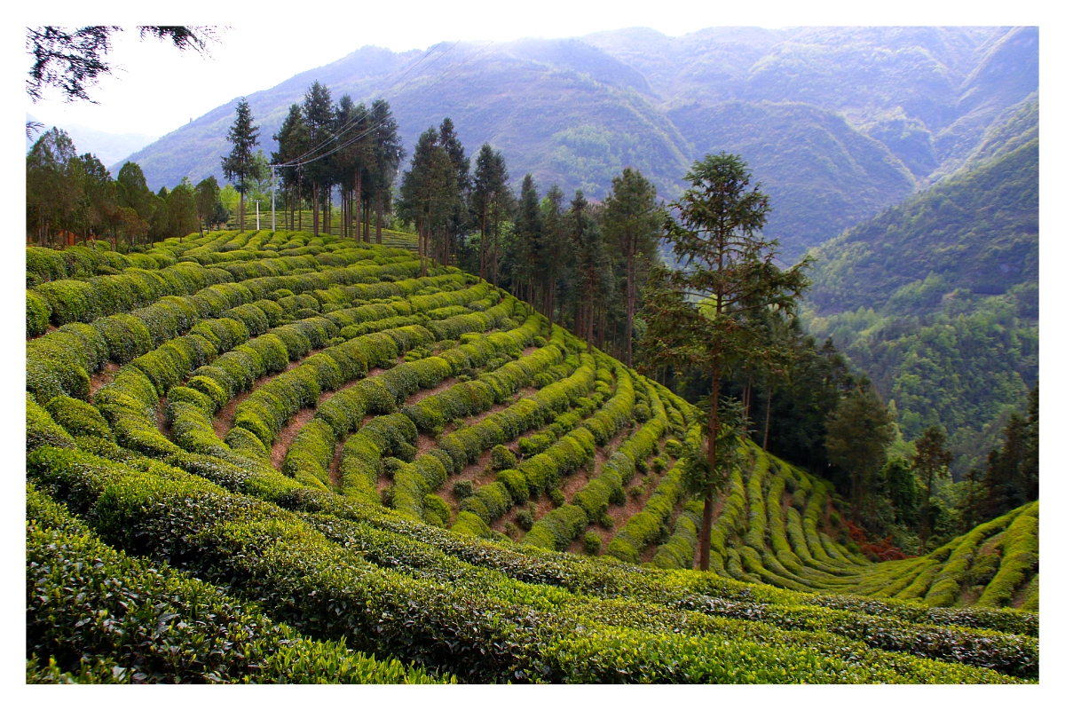 你喝过的最好喝的茶是什么茶？