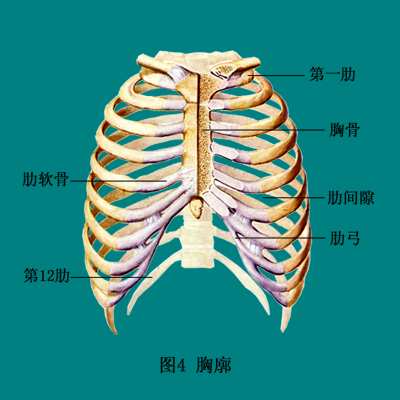 胸廓的完整性