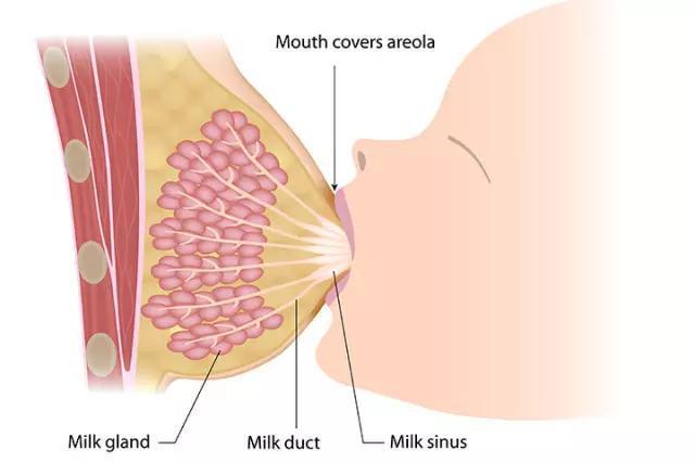 马伊琍分享母乳不够经验,你的孩子你做主