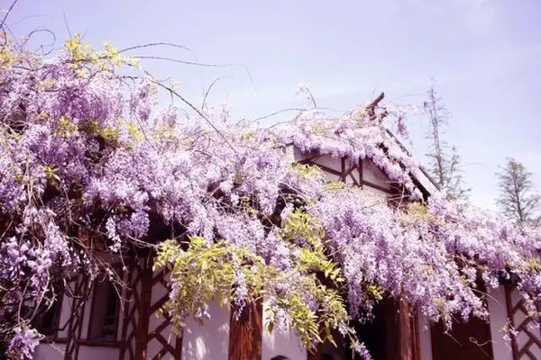 【旅游资讯】常熟的紫藤花开的如此任性!美成
