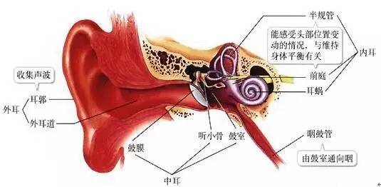 什么是耳咽管呢?