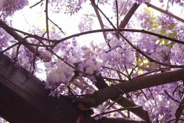 【旅游资讯】常熟的紫藤花开的如此任性!美成