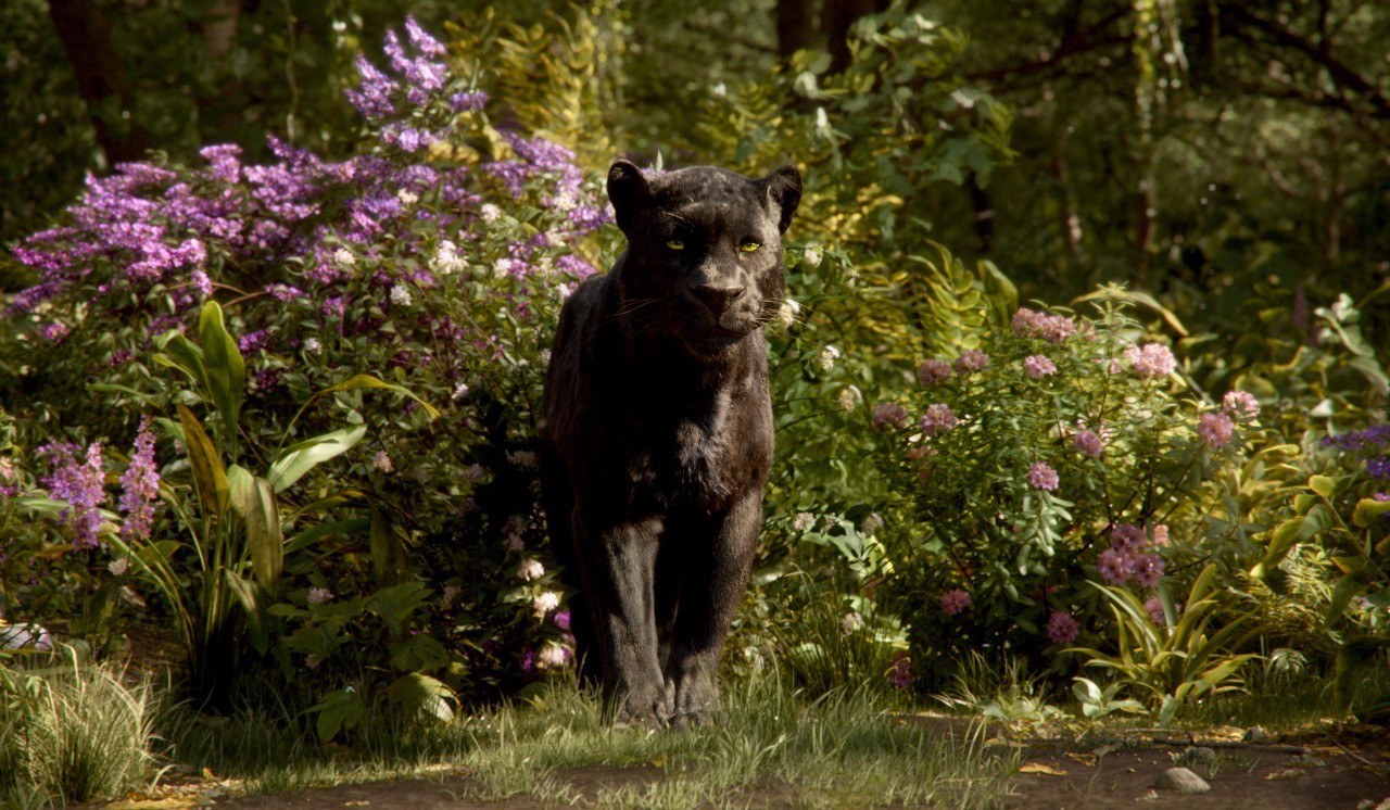 黑豹bagheera▼在《丛林故事全书》中,吉卜林把视角转到动物身上