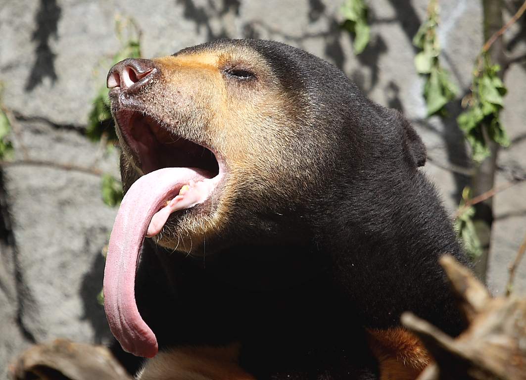 惊,从未见过有如此鼓唇弄舌之熊!