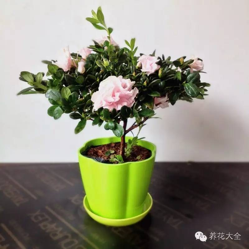 杜鹃花叶片焦黄怎么办