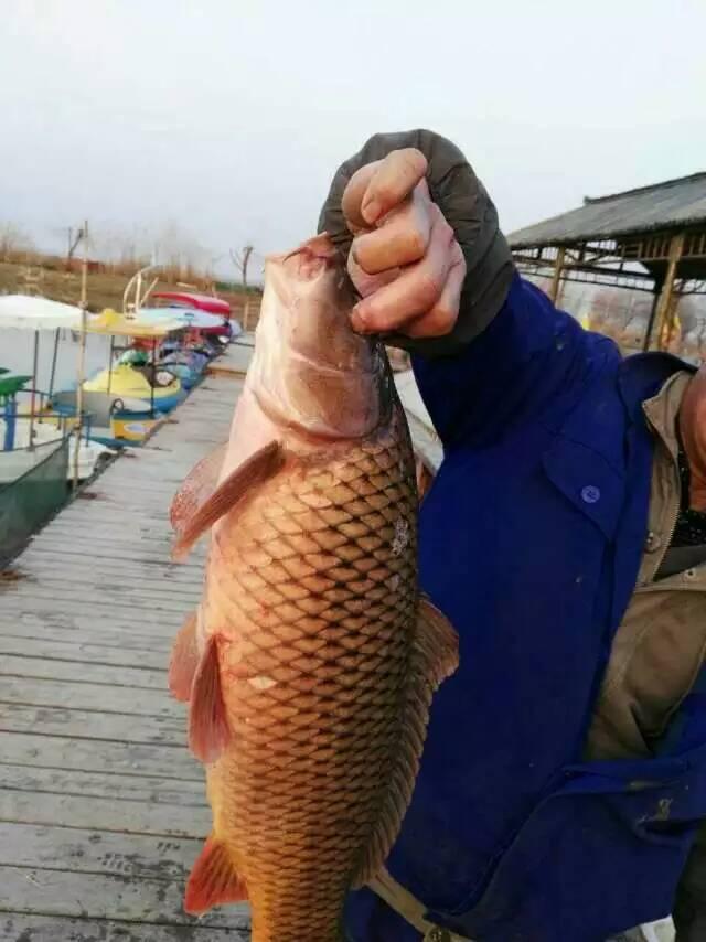 鲤鱼做烤鱼的绝佳食材