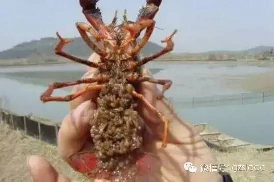 医生说肺吸虫是跟着不干净的小龙虾 被夏女士一起吃下肚的!