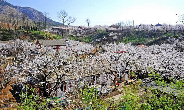 丹东:大孤山镇杏花村 【推荐指数:★★★】 虽然不是杏花满山谷,但是