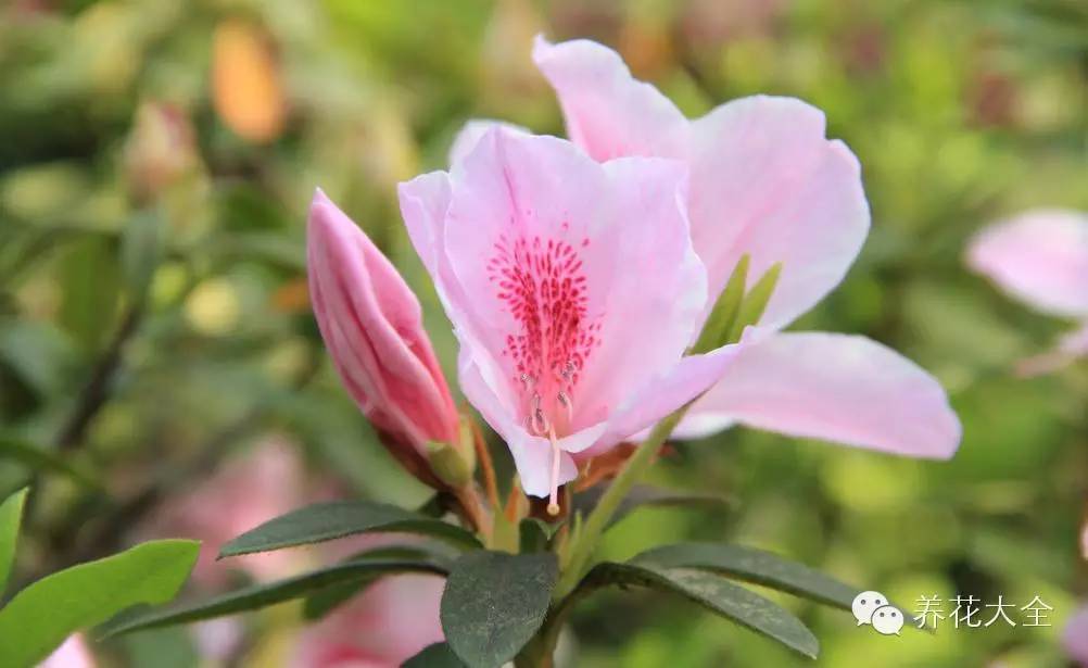 杜鹃花叶片焦黄怎么办