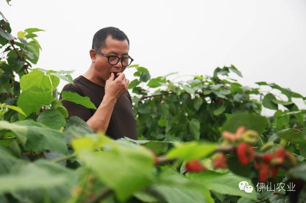 "一位女工拿着一根刚修剪出来挂有小葡萄的树枝问曾钊彬.