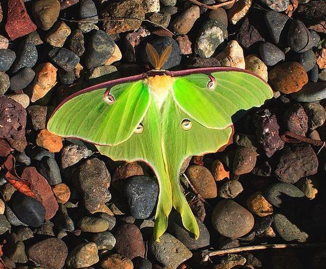 这种绿色飞蛾颜色鲜艳,尾突巨大.