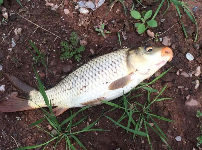 鲤鲫鱼_鲤鲫鱼价格