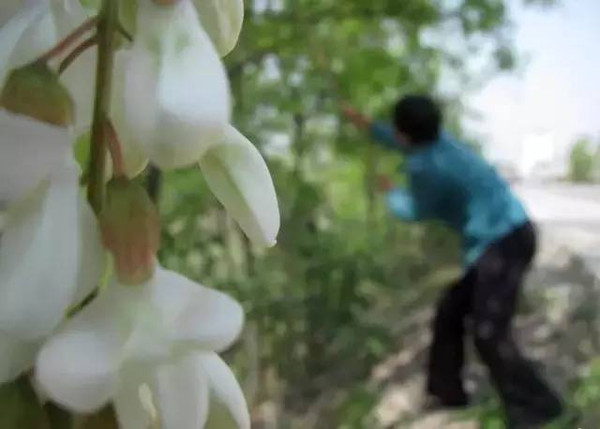 【分享】西安周边最全赏摘槐花攻略(上)