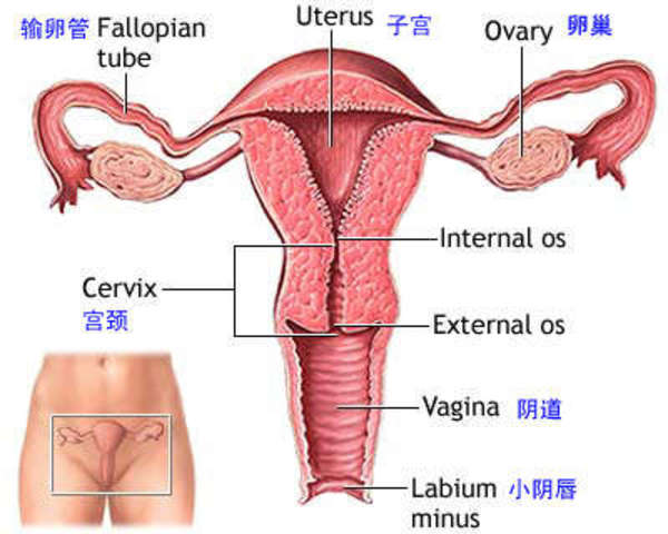 《关于女性如何保养卵巢》中药调理更可靠