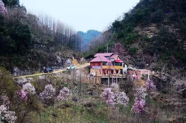 江油吴家后山 全国最大的辛夷花观赏地