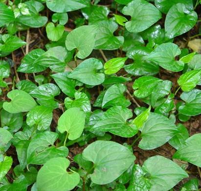 永春本地纯野生鱼腥草功效与作用