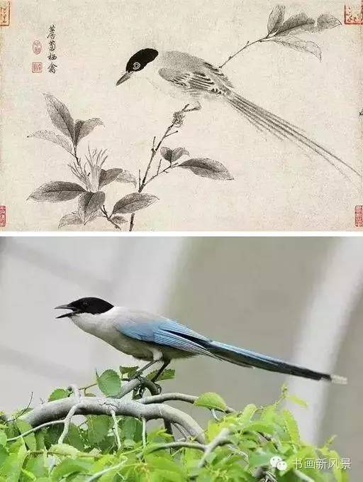 北宋 赵佶 写生珍禽图卷中的灰喜鹊对比图