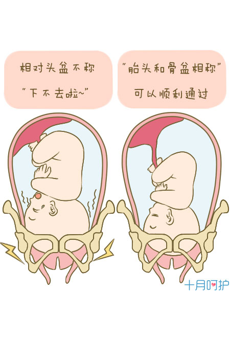 而估算胎儿大小,因为脂肪,羊水,入盆情况等因素干扰,有时误差会很大.