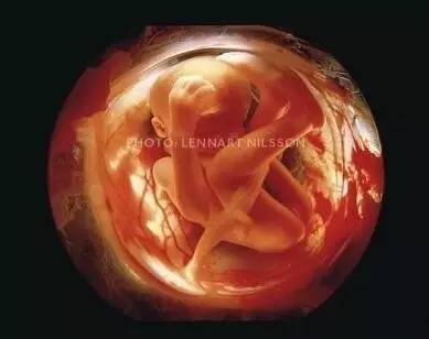 【孕妈宝典】显微高清实拍胎儿成长过程--你的